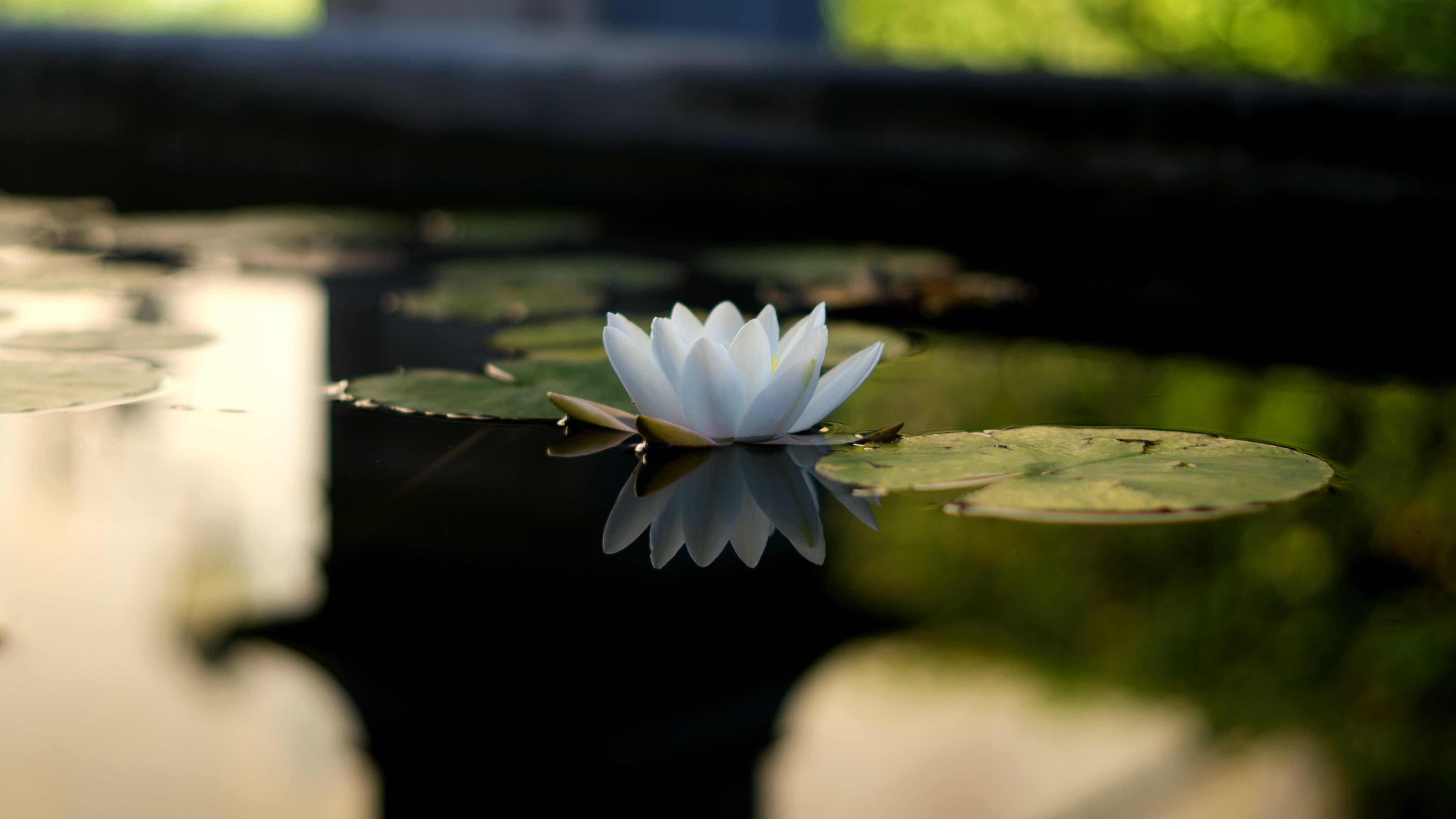 Lonely lotus